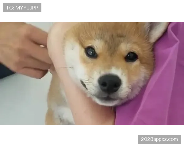 许昕家的狗吃的都比我一个月工资还贵